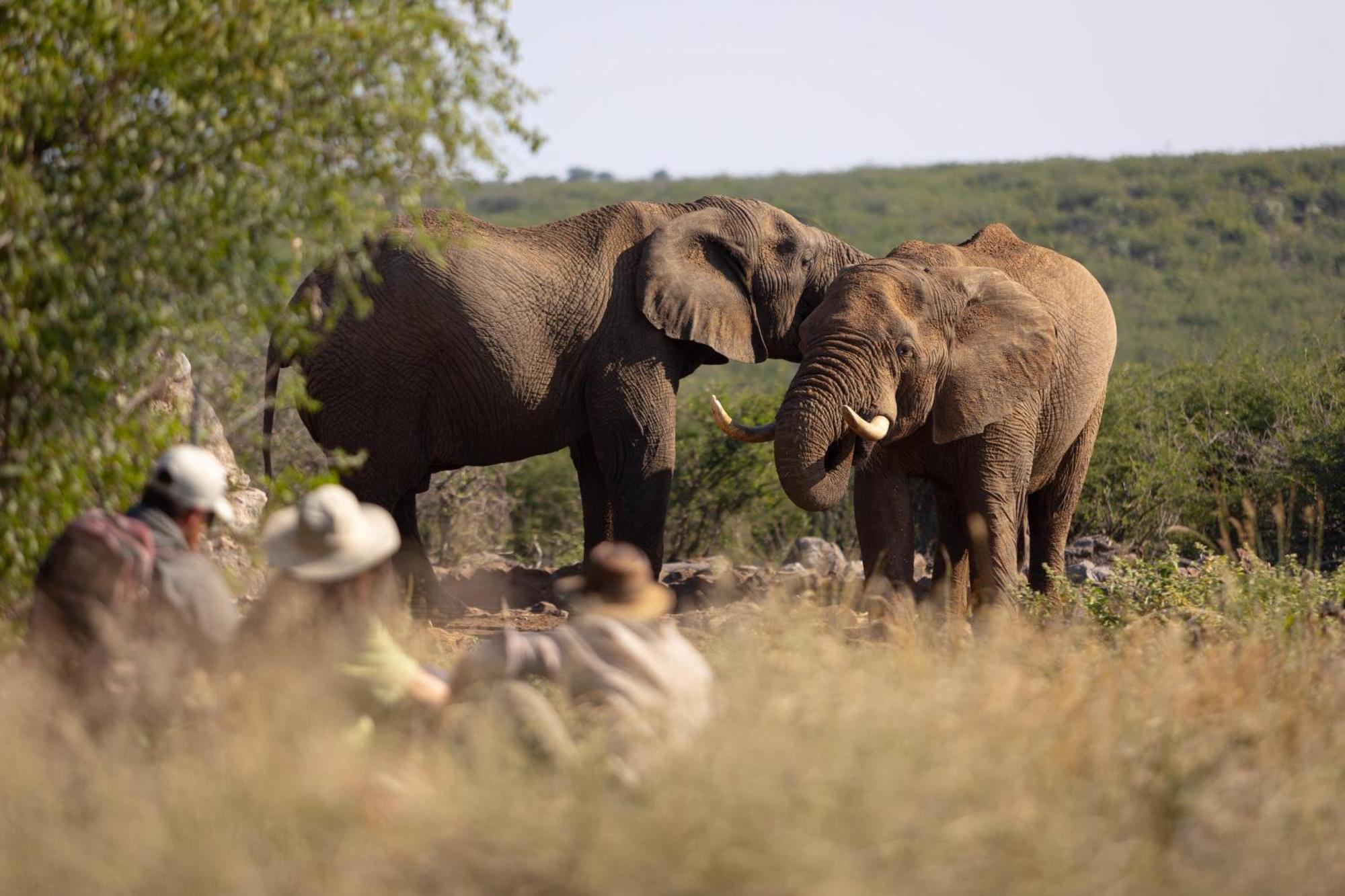 Rhulani Safari Lodge Madikwe Game Reserve Εξωτερικό φωτογραφία